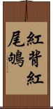 紅背紅尾鴝 Scroll