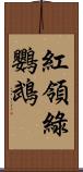 紅領綠鸚鵡 Scroll