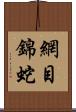 網目錦蛇 Scroll