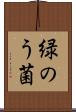 緑のう菌 Scroll