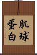 肌球蛋白 Scroll