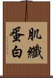 肌纖蛋白 Scroll