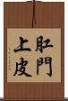 肛門上皮 Scroll