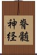 脊髄神経 Scroll