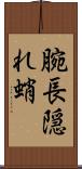 腕長隠れ蛸 Scroll