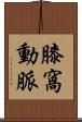 膝窩動脈 Scroll