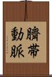 臍帯動脈 Scroll
