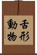 舌形動物 Scroll