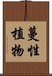 蔓性植物 Scroll