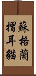 蘇格蘭摺耳貓 Scroll