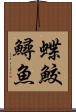 蝶鮫 Scroll