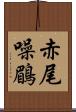 赤尾噪鶥 Scroll