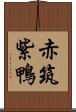 赤筑紫鴨 Scroll
