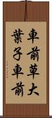 車前草 Scroll
