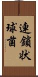 連鎖状球菌 Scroll