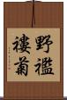 野襤褸菊 Scroll