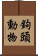 鉤頭動物 Scroll