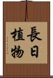 長日植物 Scroll