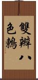 雙辮八色鶇 Scroll