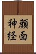 顔面神経 Scroll