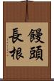 饅頭長根 Scroll