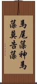 馬尾藻 Scroll