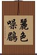 麗色噪鶥 Scroll