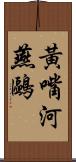 黃嘴河燕鷗 Scroll