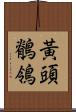 黃頭鶺鴒 Scroll