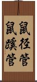 鼠径管 Scroll