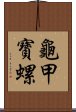 龜甲寶螺 Scroll