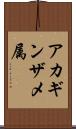 アカギンザメ属 Scroll