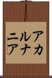 アカルナニア Scroll