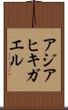 アジアヒキガエル Scroll