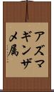 アズマギンザメ属 Scroll