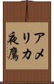 アメリカ夜鷹 Scroll