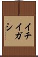 イチイガシ Scroll