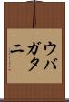 ウバガタニ Scroll