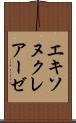 エキソヌクレアーゼ Scroll
