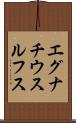 エグナチウスルフス Scroll