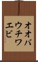 オオバウチワエビ Scroll