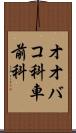オオバコ科 Scroll