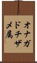 オナガドチザメ属 Scroll