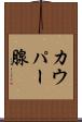 カウパー腺 Scroll