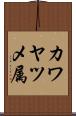 カワヤツメ属 Scroll