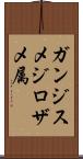 ガンジスメジロザメ属 Scroll
