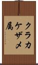 クラカケザメ属 Scroll