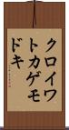 クロイワトカゲモドキ Scroll