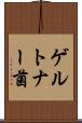ゲルトナー菌 Scroll