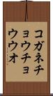 コガネチョウチョウウオ Scroll